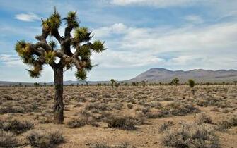 Collectie National Park Aarde Natuur Joshua Tree