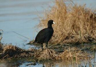 Delta Waterfowl Wallpaper The Colorado River