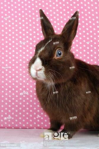 Dwarf Rabbit Oryctolagus Cuniculus F Domestica Satin
