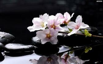 Wallpaper Flower Magnolia