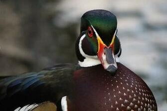 Gallery For Delta Waterfowl Wallpaper HD Walls Find