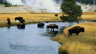 Bison Wallpaper
