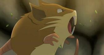 Keywords Raticate Wallpaper And Tags