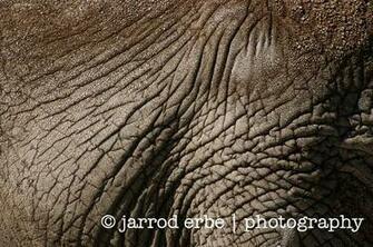 Elephant Skin