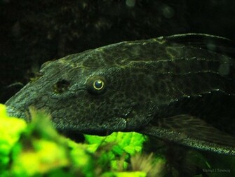 Catfish Wallpaper