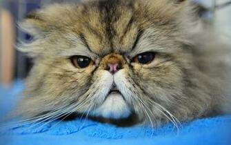 Gatti Di Tattoo Pictures To Pin