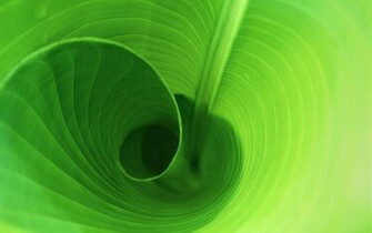 Green Leaves Wallpaper On Mac Os X Tiger Part Nature