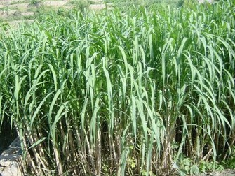 Potassium Deficiency In India S Food And Fibre Crops