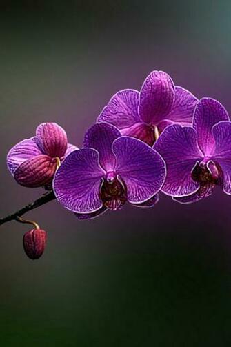 Purple Flower iPhone HD Wallpaper