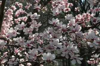 Habitually Chic Spring In New York