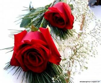 Flower Rose Love HD Wallpaper Gallery