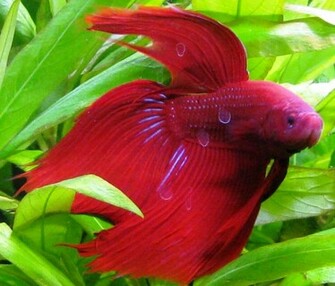 Beautiful Red Fish HD Wallpaper Inn