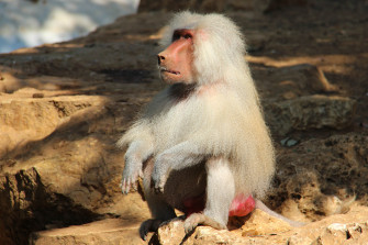 Baboon Wallpaper Image Photos Picture