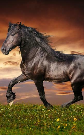 Horses Live Wal Screenshot Thumbnail