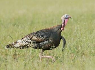 Wallpaper Pictures Image And Photos Male Wild Turkey