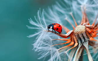 Insect Bubamara On Dandelion Macro Photography Ultra HD Wallpaper