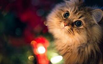 Awesome Cat Close Up Wallpaper