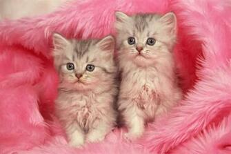 Pink Kitten Wallpaper At Wallpaperbro