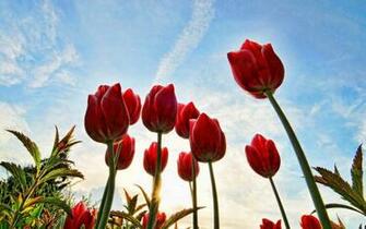 Black And White Wallpaper Red Tulips Close Up