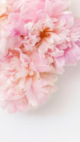 Rebecca Jones A Daughter S G On Pink Powder iPhone