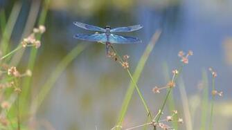 Dragonfly Background Net