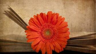 Vintage Red Gerbera High Definition Wallpaper HD