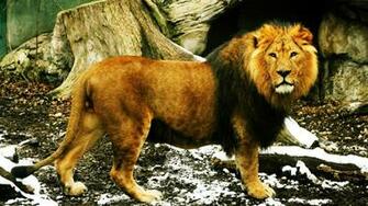 Black Lion Photos Pictures