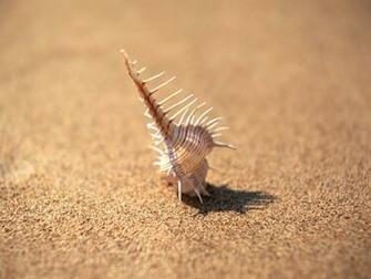 Beautiful Sea Shell On Beach HD Wallpaper