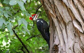 Woodpecker Computer Wallpaper HD