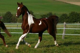 American Saddlebred Stock By Luda