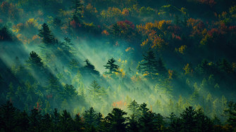 Forest Nature Scenery 4k Wallpaper iPhone HD Phone 5630f