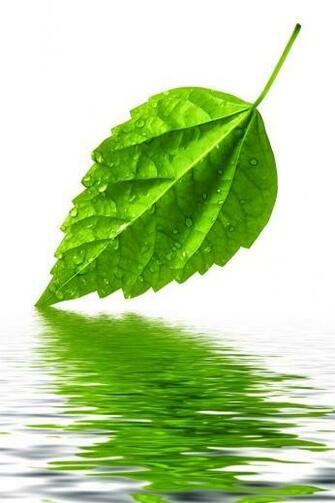 HD Green Leaf Water iPhone Wallpaper Background