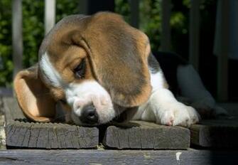 Beagles Publish With Glogster