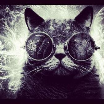 Chiop Hipster Cat Cool Glasses Black Pet Funny