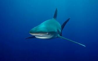 Shark Windows Theme Themepack Me