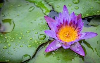 Lily Pad Wallpaper