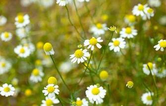 Wallpaper And Screensavers Flowers Android
