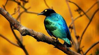 Wallpaper Beautiful Bird Flying Desktop