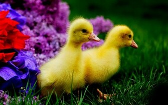 Duck Wallpaper Desktop Background