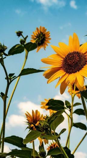 Girasol Xjugst Background Sunflower
