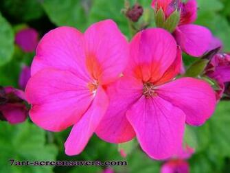 7art Flowers Screensaver Amazing In Beautiful