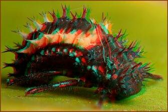Harlequin Ladybird Larva Huge Big Bug Bump High HD Wallpaper Insects