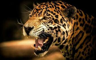 Black Cheetah Wallpaper