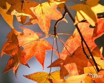 Autumn Pumpkin