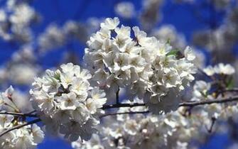 Washington Dc Cherry Blossoms Desktop Wallpaper