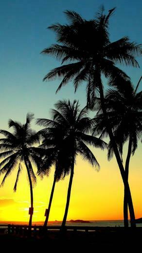 Palm Trees Sunset HD iPhone Wallpaper