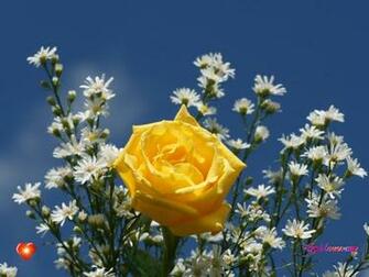 God Loves Me Rose