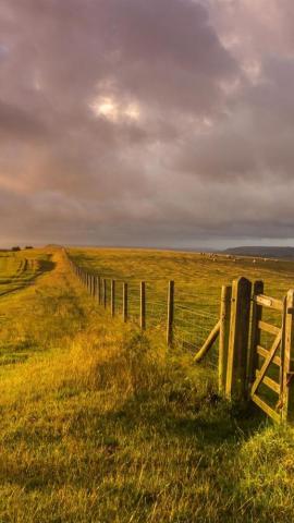West Sussex England Landscape Grass Fence Farm Sheep