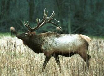 Elk Pictures Our Collection Of And Learn