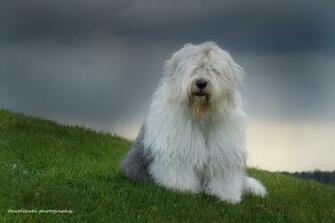 Old English Sheepdog Dog Sophie Dewollewei Photography Wallpaper